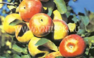 Кубань спур