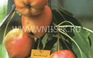 Кулундинское