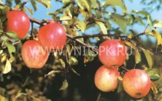 Курнаковское