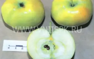 Кушнаренковское осеннее