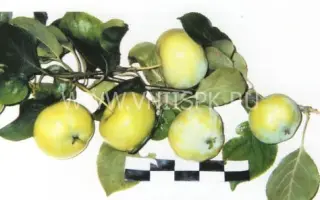 Лебединая песня (Любава)