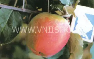 Летнее полосатое