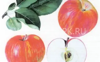 Ломоносовское