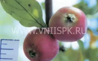 Любимица Шевченко (Василек)