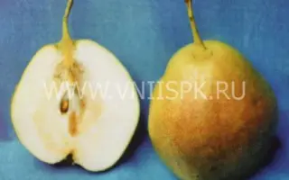 Августинка