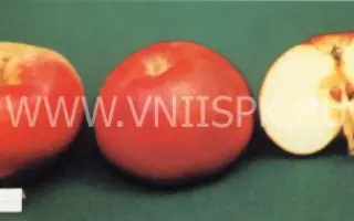 Малыченковское (Молодежное)