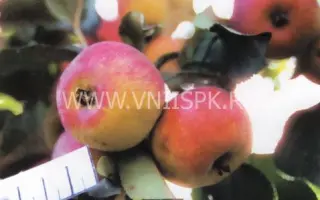 Мартьяновское (Саянское)