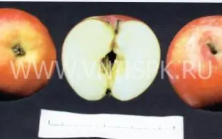 Мелба красная