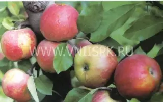 Мигинц (Миг-инц, Ледяное)