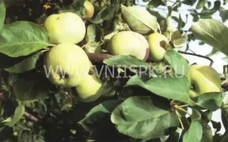 Минераловодская