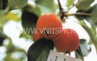 Минусинское десертное (Надежда)