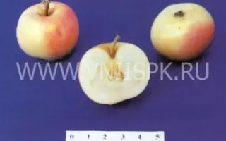 Налив амурский