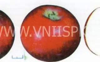 Нижневолжское (Ароматическое)