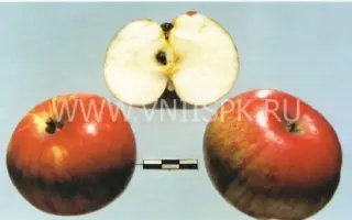 Олимпийское