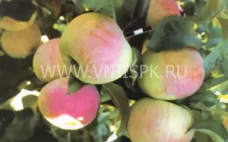 Орловский пионер