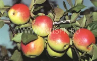 Орловское полесье