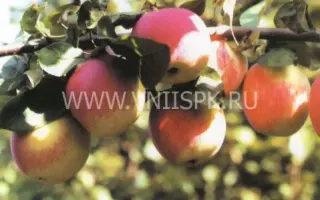 Орловское полосатое