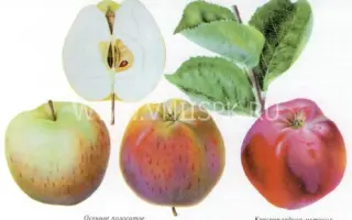 Осеннее полосатое (Штрейфлинг, Штрифель)