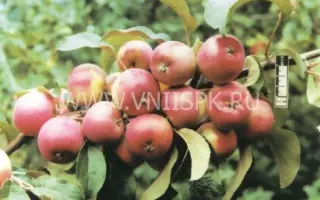 Осенняя радость (Алтая)