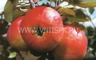 Памяти Хитрово