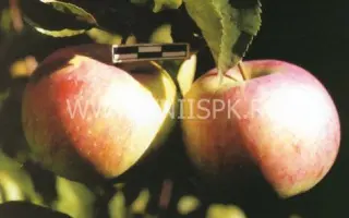 Память воину