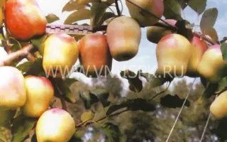 Память есаулу