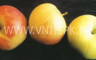 Память Жаворонкова