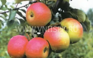 Память Семакину