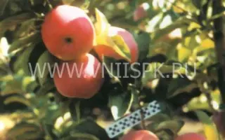 Память Сергееву