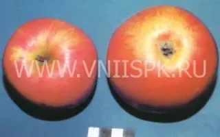 Память Ульянищева