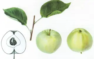 Папировка (Алебастровое, Белый налив, Прибалтийское)