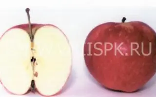 Пепин башкирский