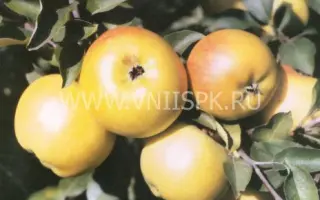 Пепин лондонский (Кальвиль королевский, Царский кальвиль)