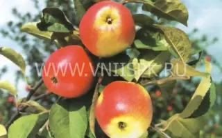 Пепин шафранный