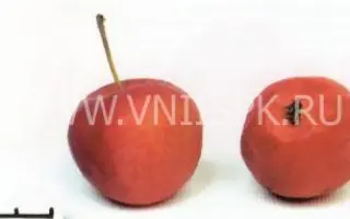 Пепинка алтайская