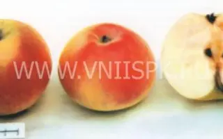 Пепинка литовская (Глогеровка, Пепинка, Сарепка, Пепин литовский)