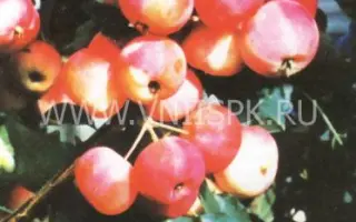 Первенец Бурятии