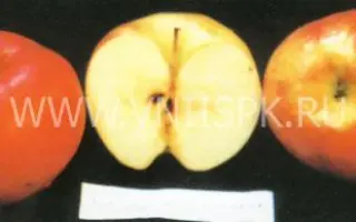 Первенец Ртищева