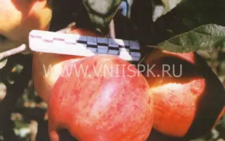 Персиковое