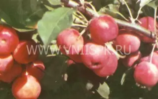 Подарок БАМу (Розовое)