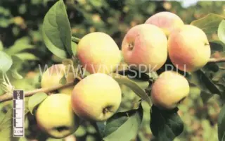 Подарок садоводам