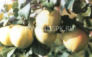 Подснежник