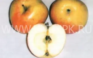 Поливитаминное