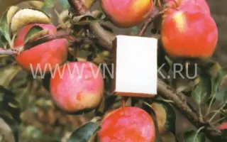 Приземлённое