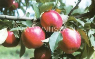 Прикубанское