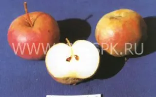 Приморское