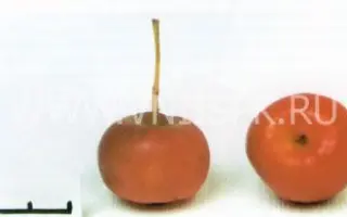 Ранетка пурпуровая