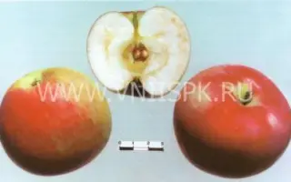 Раннее алое