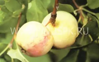 Раннее Болоняева