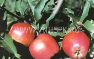 Ред Делишес